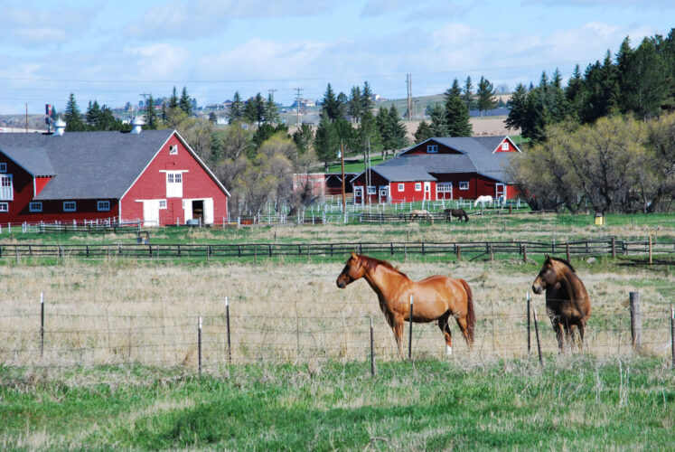 Build a Horse Barn on a Budget